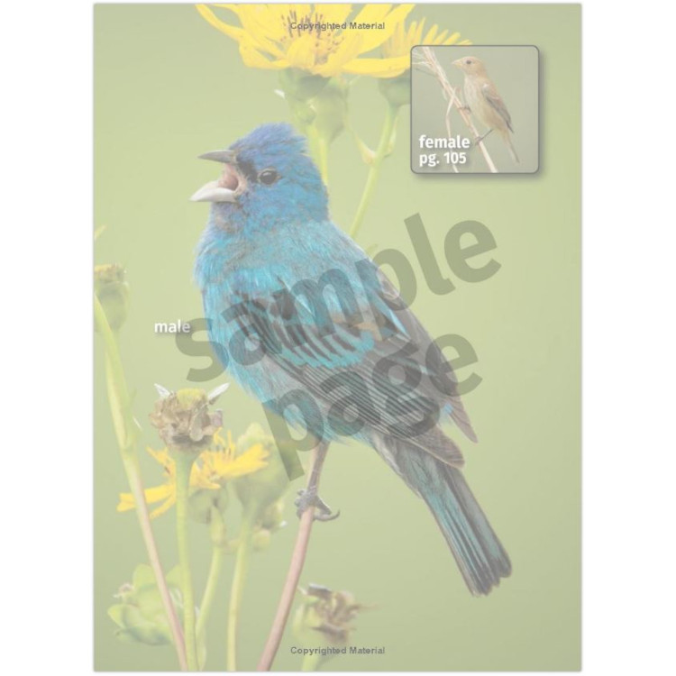 Birds of Michigan Field Guide Book